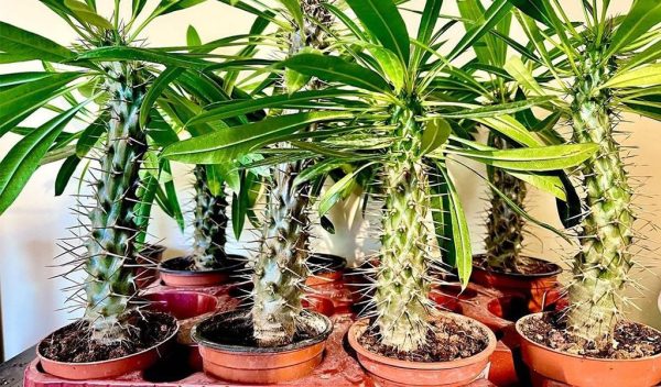 نگهداری نخل ماداگاسکار